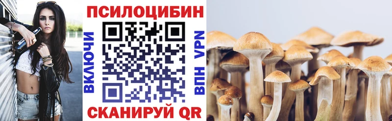 где можно купить   Тимашёвск  blacksprut зеркало  Галлюциногенные грибы Psilocybine cubensis 